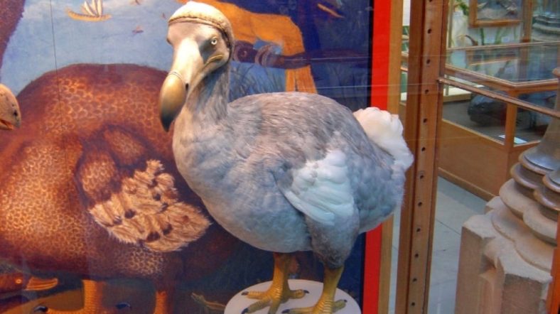 burung dodo