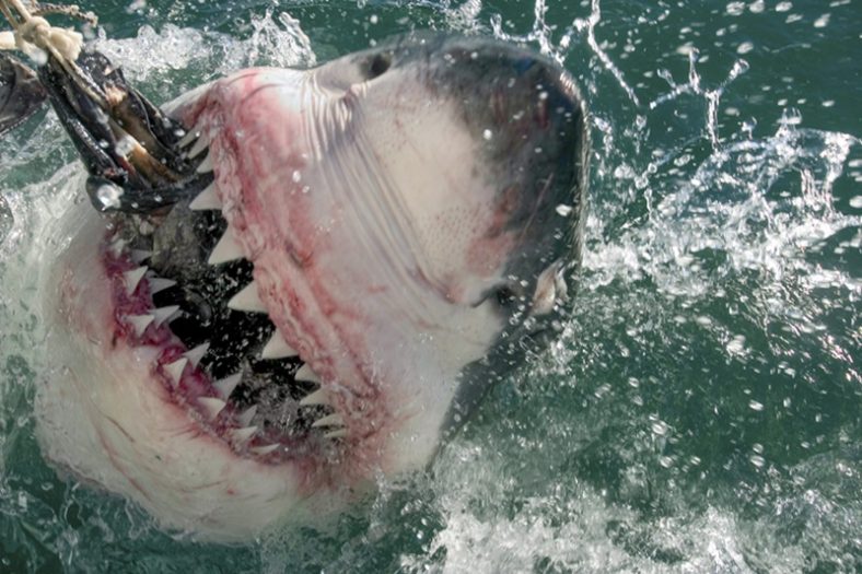 hiu megalodon