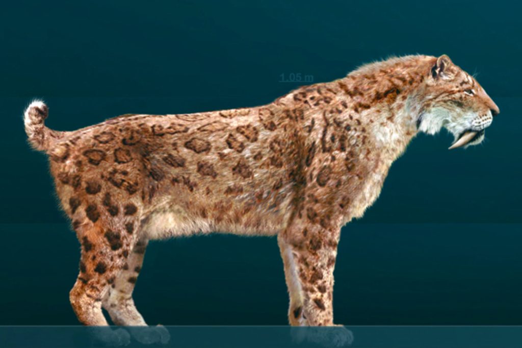 kucing purba Smilodon