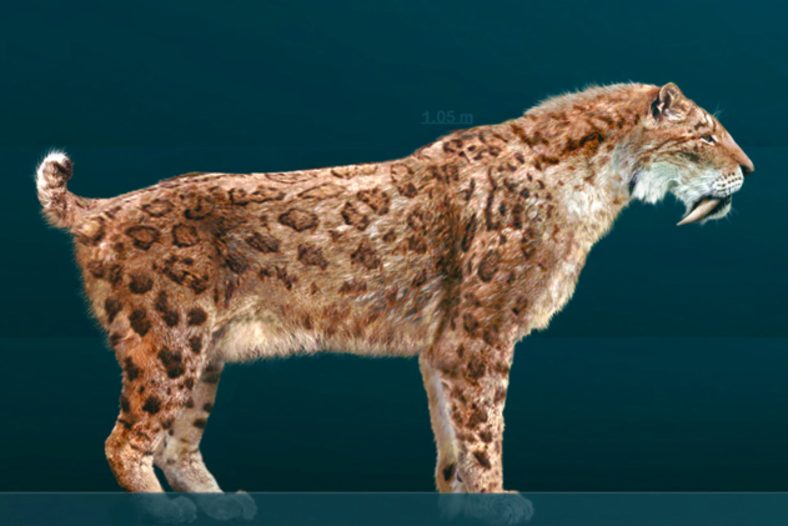 kucing purba Smilodon