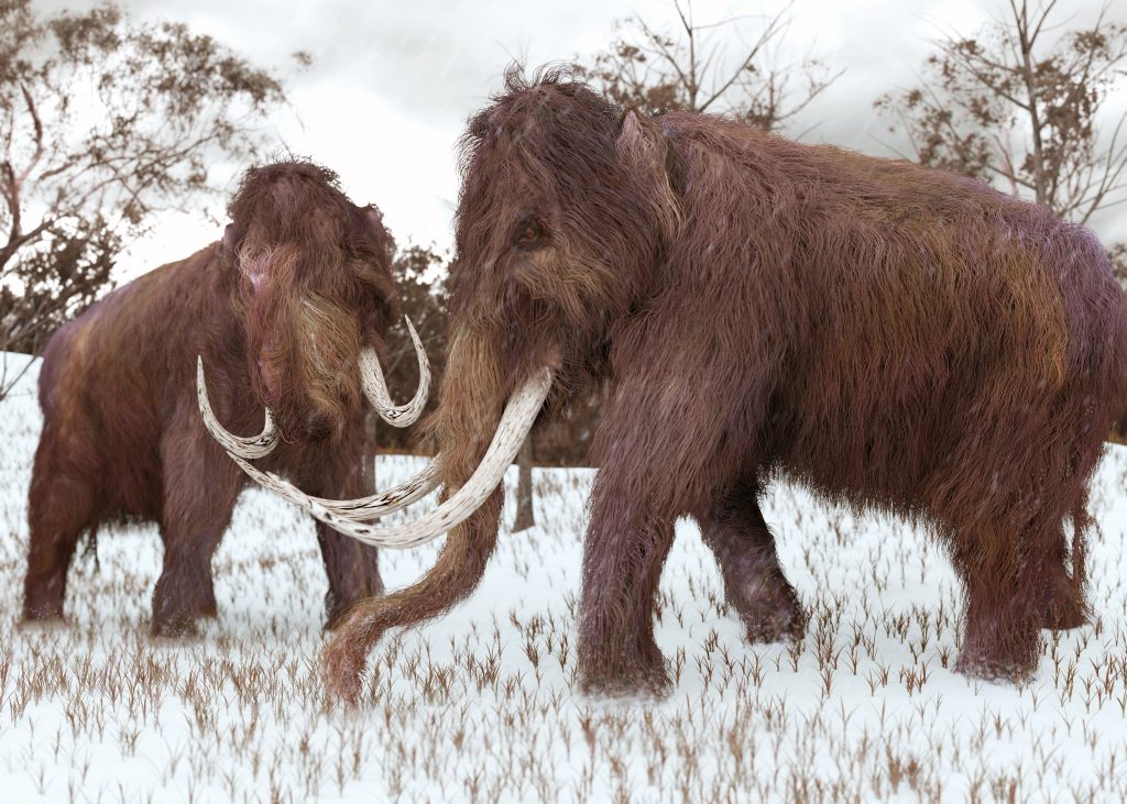 mammoth berbulu
