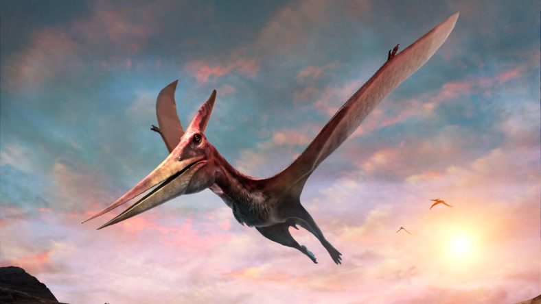 pterodactyl dinosaurus