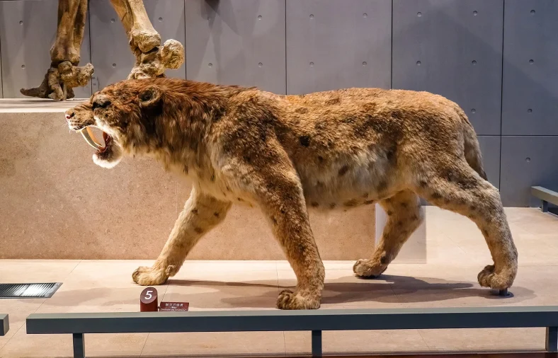 sabertooth tiger