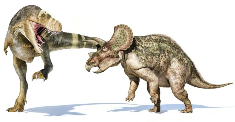 Triceratops Hewan Purba Bertanduk Tiga yang Hidup Bersama T Rex