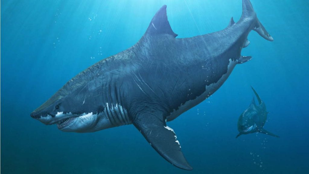 Hewan purba megalodon