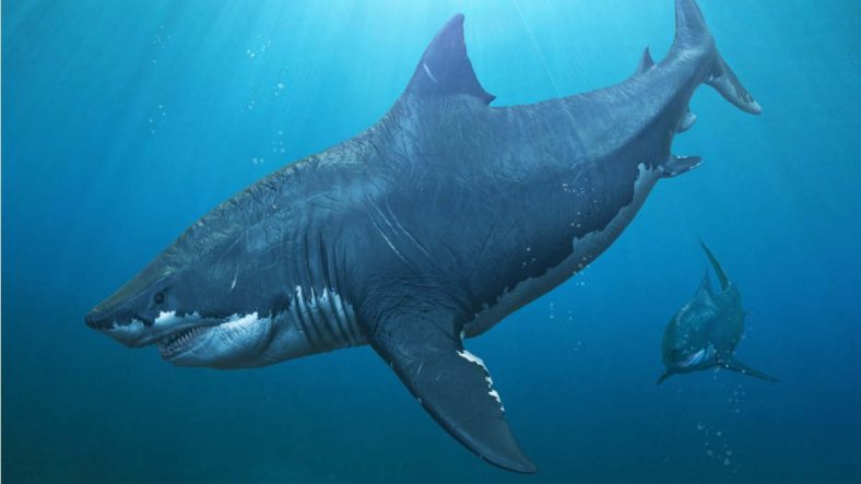 Hewan purba megalodon