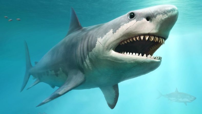 Misteri Megalodon