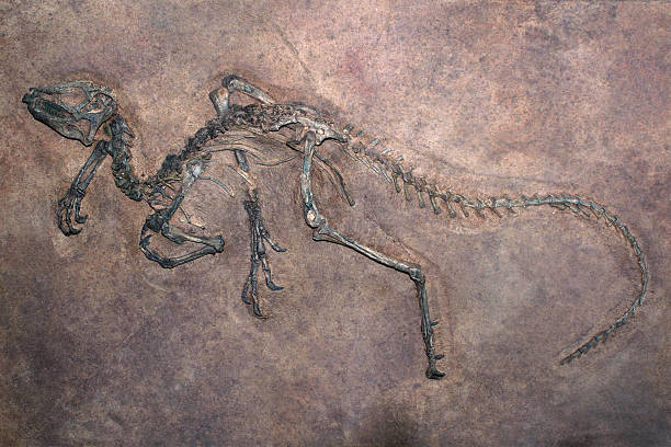 Penemuan Fosil Dinosaurus